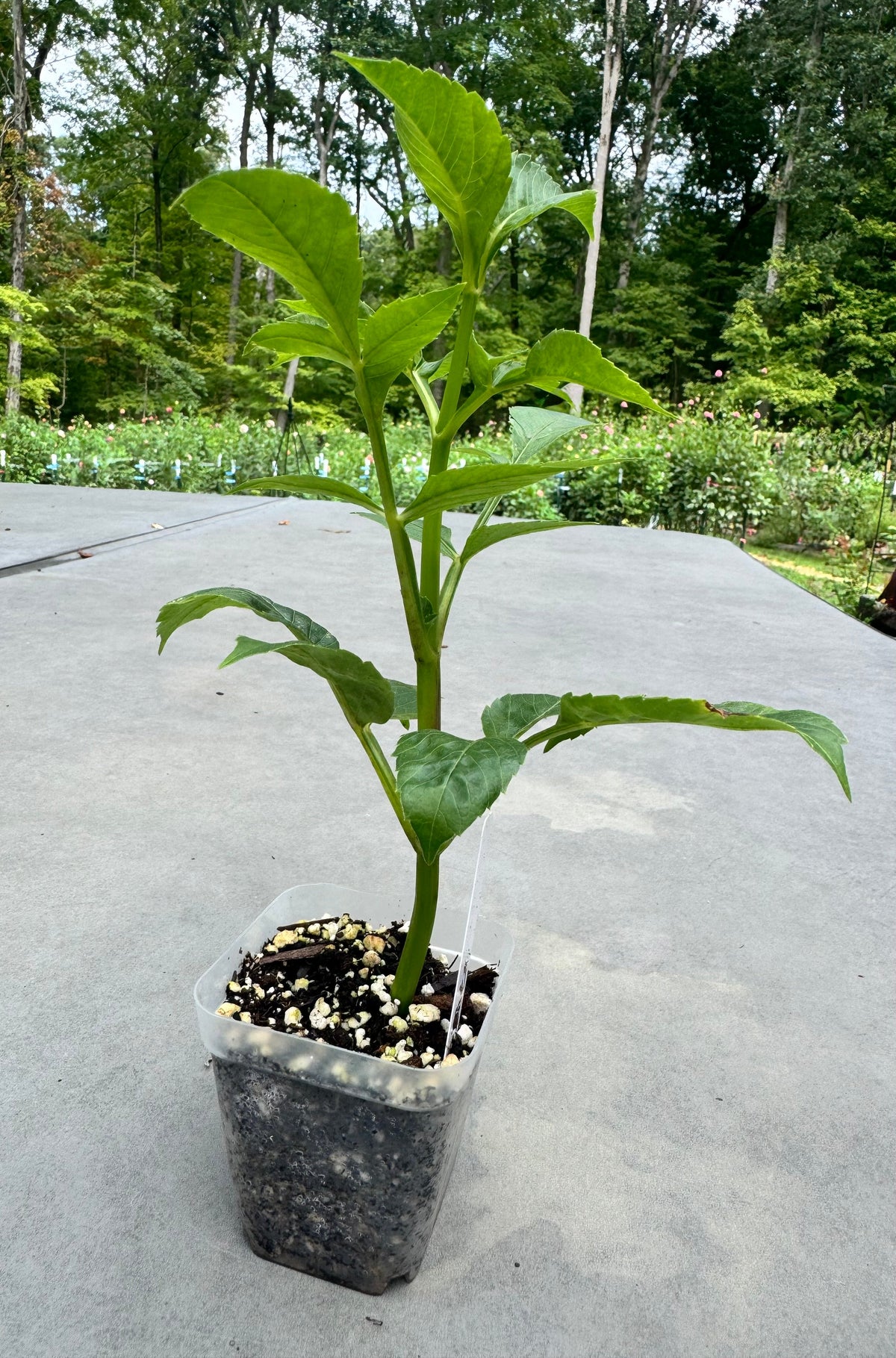 Cuttings
