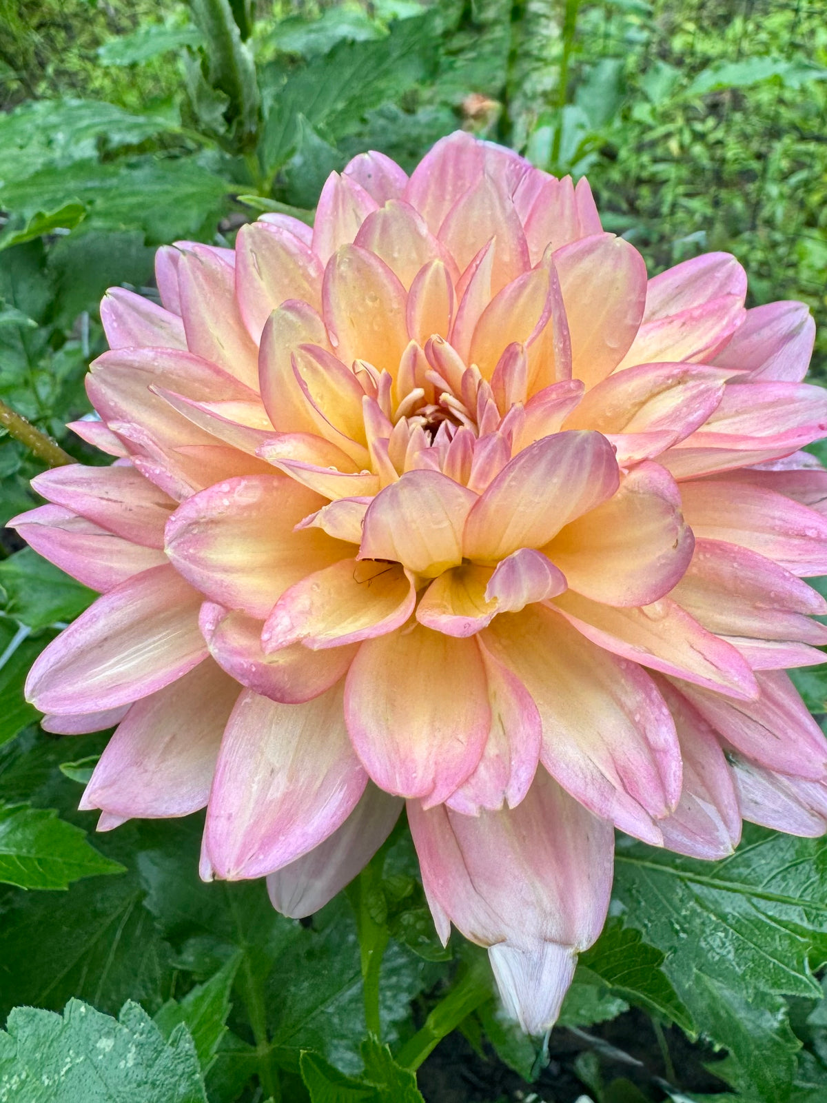 Burfoot Lotus